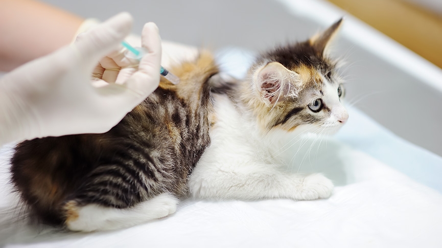 貓三合一疫苗價錢-香港邊度打-貓咪預防針接種時間表